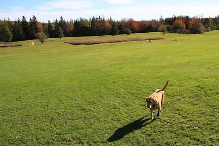 cabot trail golfing